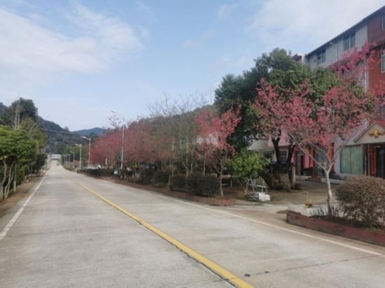 道路兩旁的山櫻花。將樂縣農(nóng)業(yè)農(nóng)村局供圖
