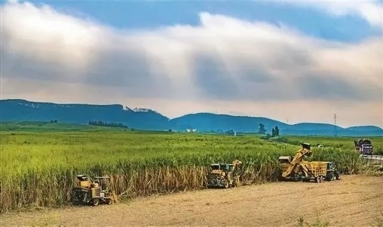 廣西來賓市興賓區(qū)鳳凰鎮(zhèn)黃安村“雙高”糖料蔗基地里，收割機手正在機械化砍收糖蔗。