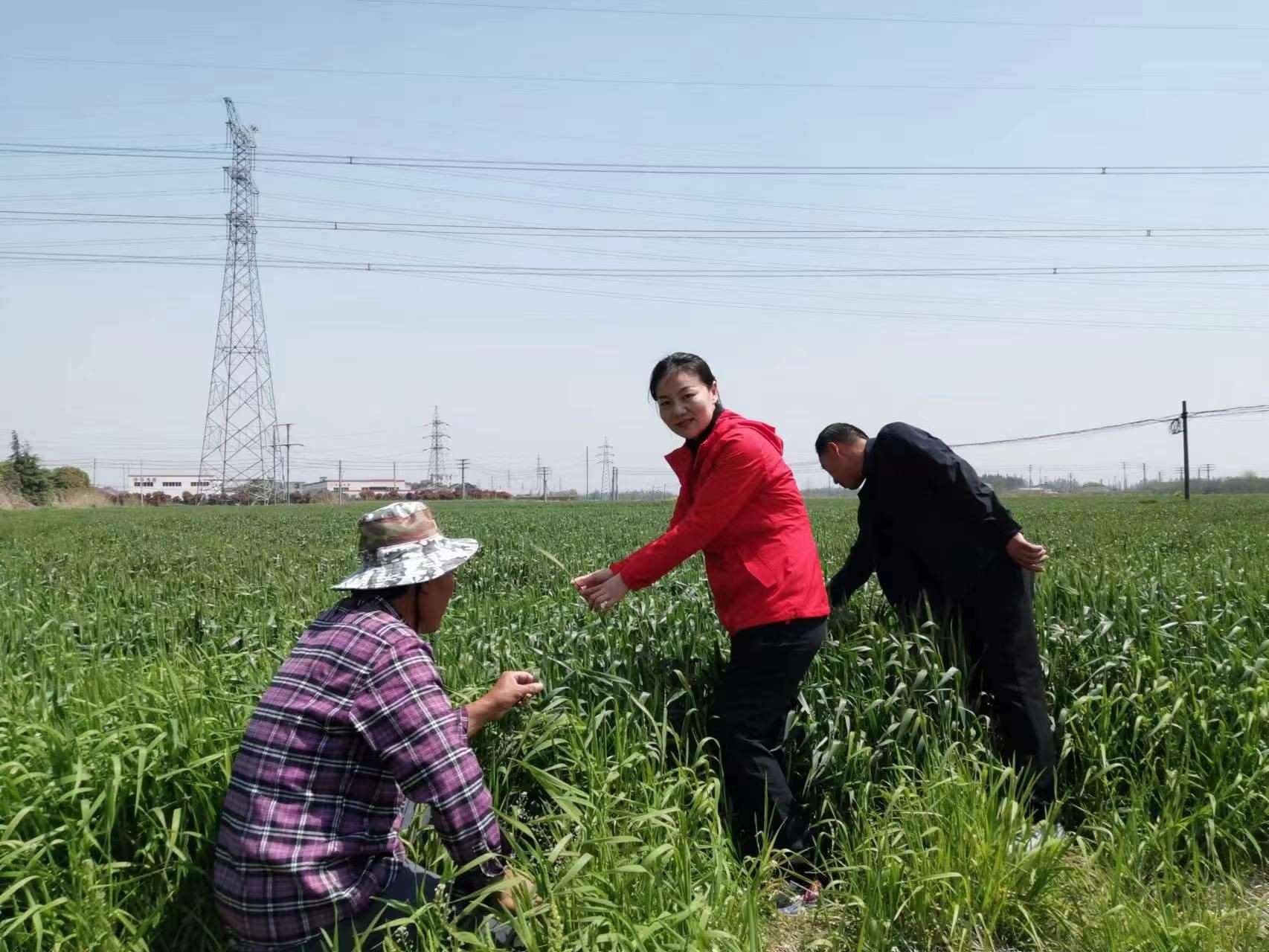 魏巧在田間察看農(nóng)作物長(zhǎng)勢(shì)。