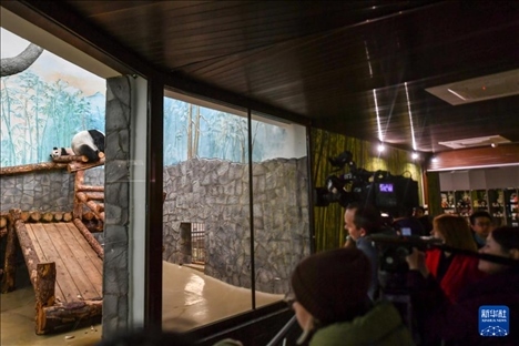3月8日，人們在俄羅斯莫斯科動物園觀看大熊貓“喀秋莎”（左）和媽媽“丁丁”。新華社記者 曹陽 攝