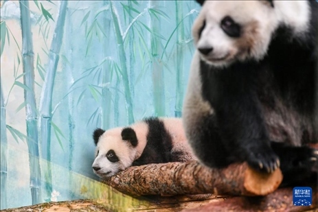 這是3月8日在俄羅斯莫斯科動物園拍攝的大熊貓“喀秋莎”（左）和媽媽“丁丁”。新華社記者 曹陽 攝