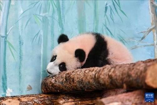 這是3月8日在俄羅斯莫斯科動物園拍攝的大熊貓“喀秋莎”。新華社記者 曹陽 攝