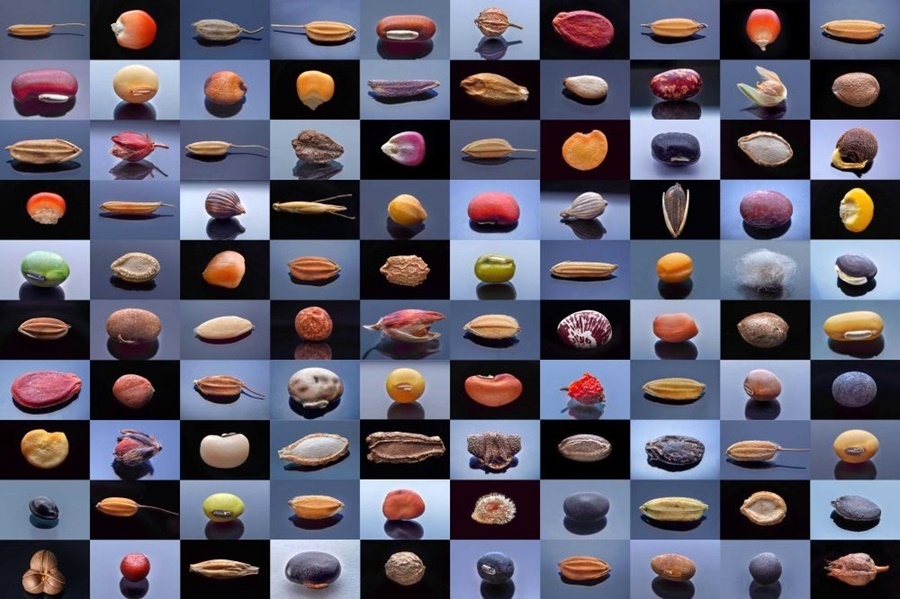 微距鏡頭下，湖南省農(nóng)作物種質(zhì)資源庫的種子千姿百態(tài)（100個種子拼版照片）。