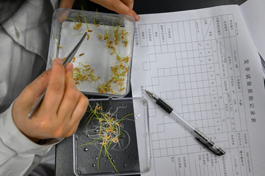 2022年3月23日，在湖南省農(nóng)作物種質(zhì)資源庫實驗室，檢測員對保存的水稻種子進行發(fā)芽試驗檢測。