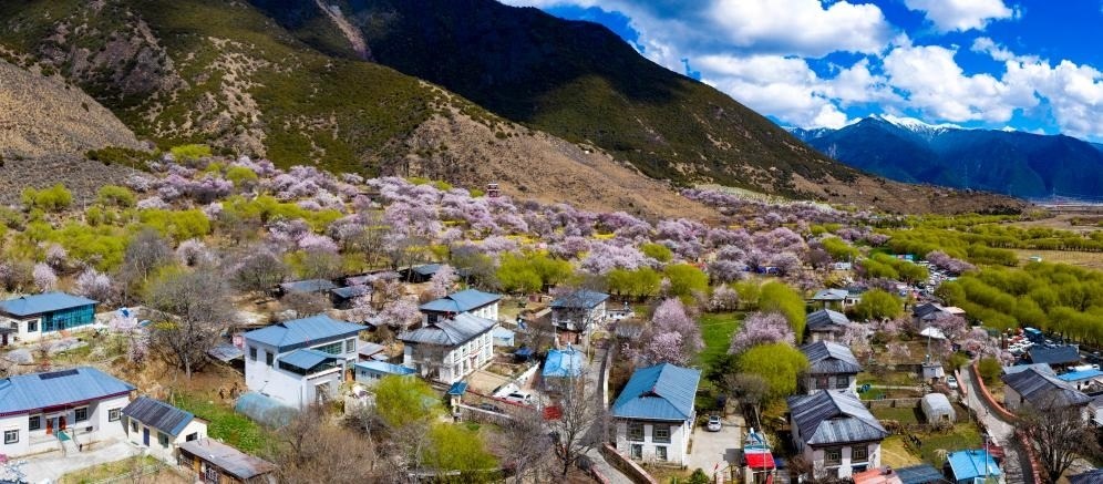 鳥瞰桃花掩映的嘎拉村（無人機(jī)照片，2023年3月24日攝）。新華社記者姜帆 攝