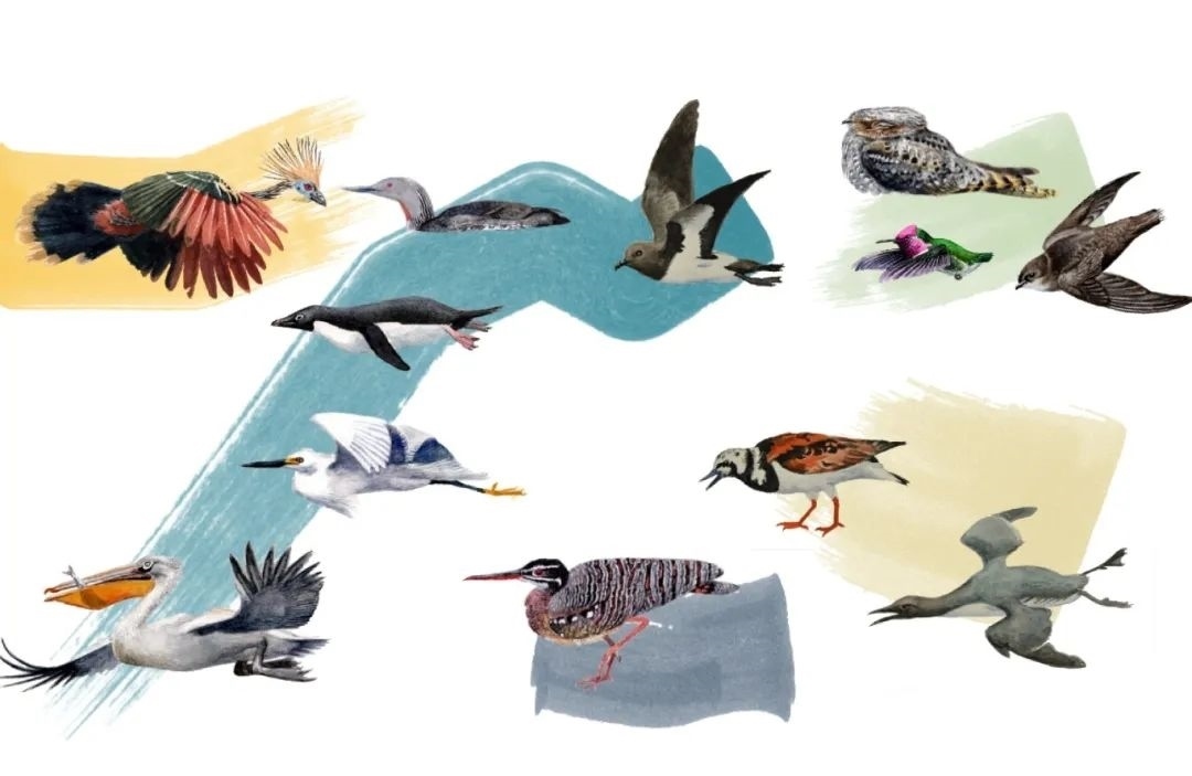元素鳥類。浙江大學(xué)供圖