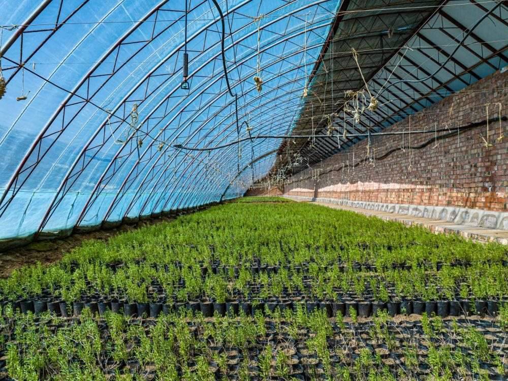 △內(nèi)蒙古一苗圃正在育苗。今年內(nèi)蒙古將投資2200萬(wàn)元保障“三北”工程種苗供應(yīng)，助力打好“三北”工程攻堅(jiān)戰(zhàn)。