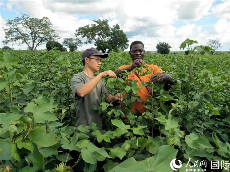 首小勇指導(dǎo)當(dāng)?shù)剞r(nóng)民種植棉花。人民網(wǎng)記者 黃培昭攝