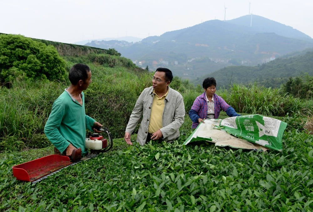 2024年5月9日，在福建省安溪縣西坪鎮(zhèn)珠洋村，科技特派員（中）在指導(dǎo)茶農(nóng)使用機(jī)器科學(xué)化采收茶葉。新華社記者 魏培全 攝