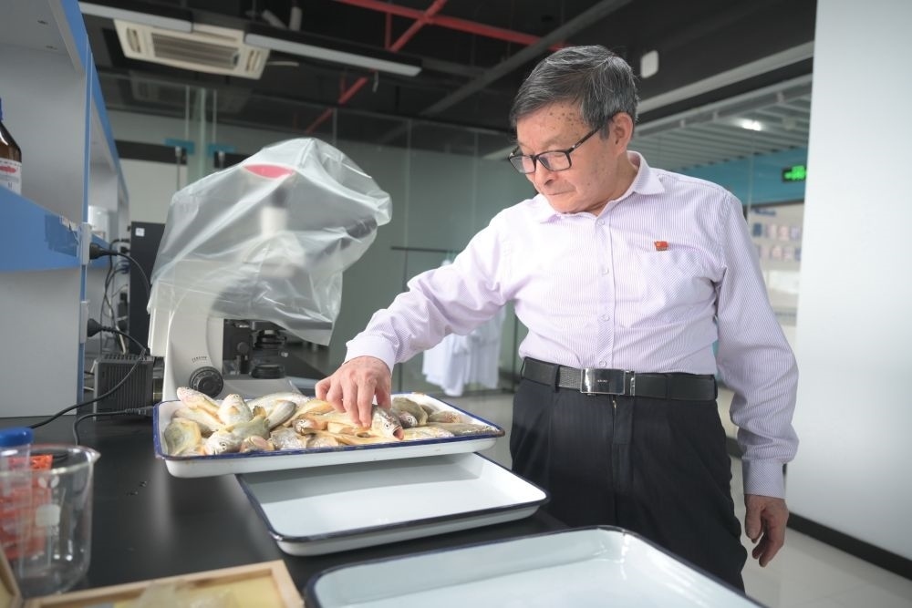 2024年5月8日，劉家富在位于福建省寧德市科技服務(wù)中心大樓的海水養(yǎng)殖生物育種全國重點(diǎn)實(shí)驗(yàn)室了解大黃魚的培育情況。新華社記者 林善傳 攝