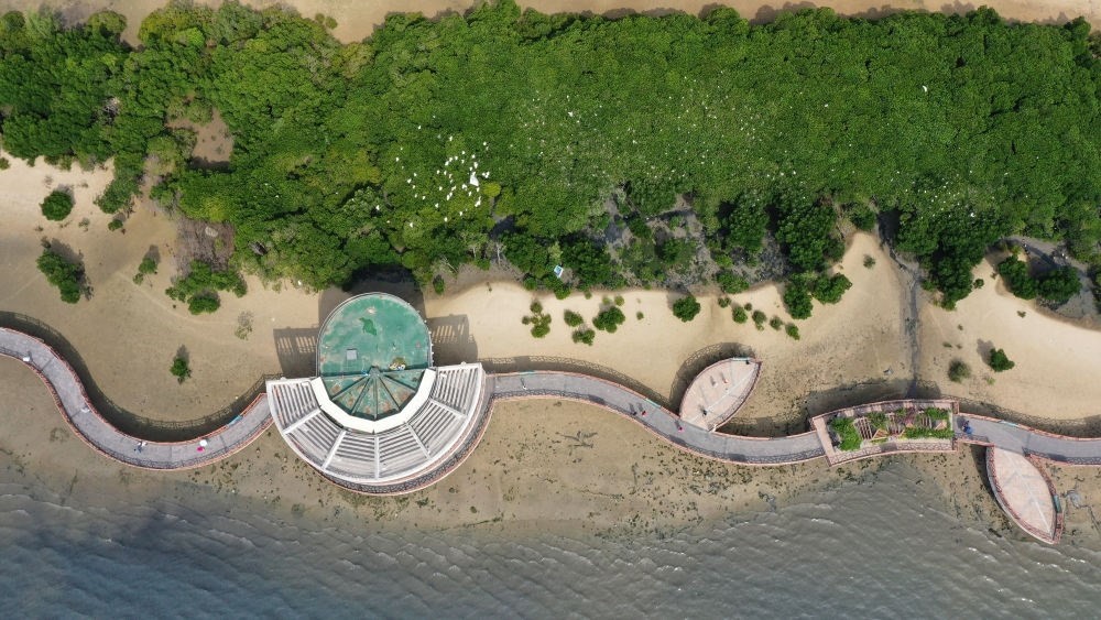 俯瞰廣東湛江市區(qū)海邊的紅樹林（2023年5月25日攝，無人機照片）。