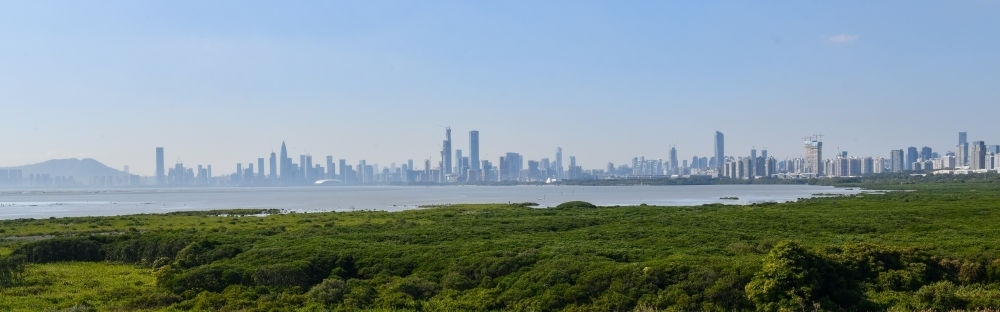  深圳福田紅樹林濕地（2024年1月19日攝）。在深圳，茂密的紅樹林東起新洲河口、西至深圳灣公園，懷抱城市中心區(qū)域，沿海岸線形成了長約6公里的“綠色長城”，為每年數(shù)以十萬計的候鳥留下彌足珍貴的國際遷徙通道。