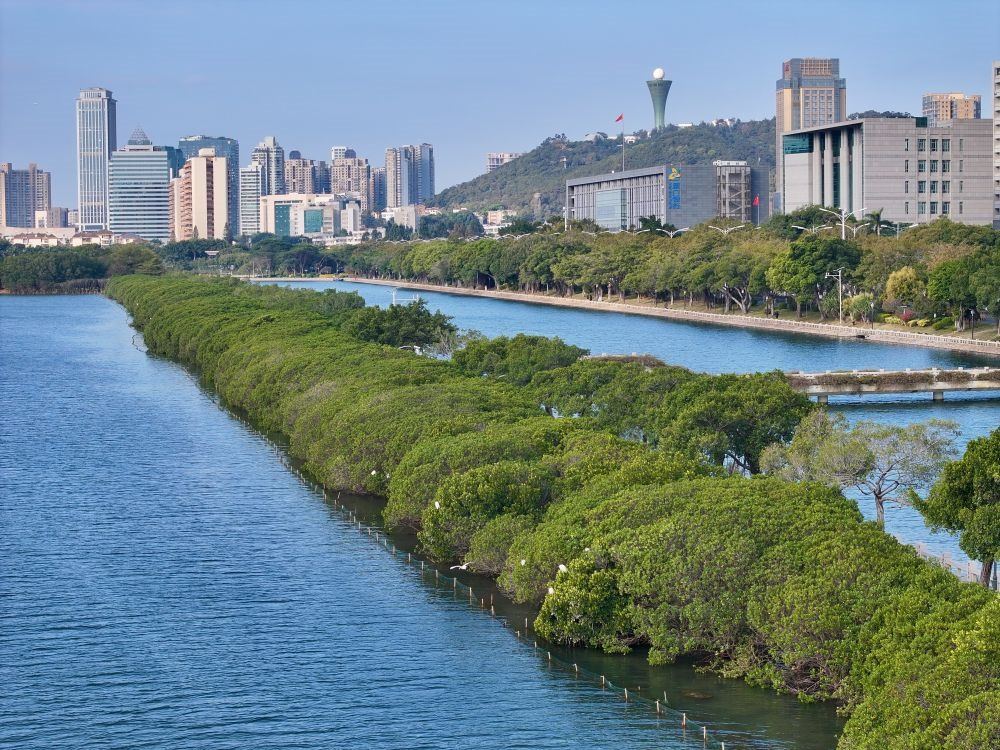 福建廈門筼筜湖紅樹林種植帶（2024年1月24日攝，無人機照片）。