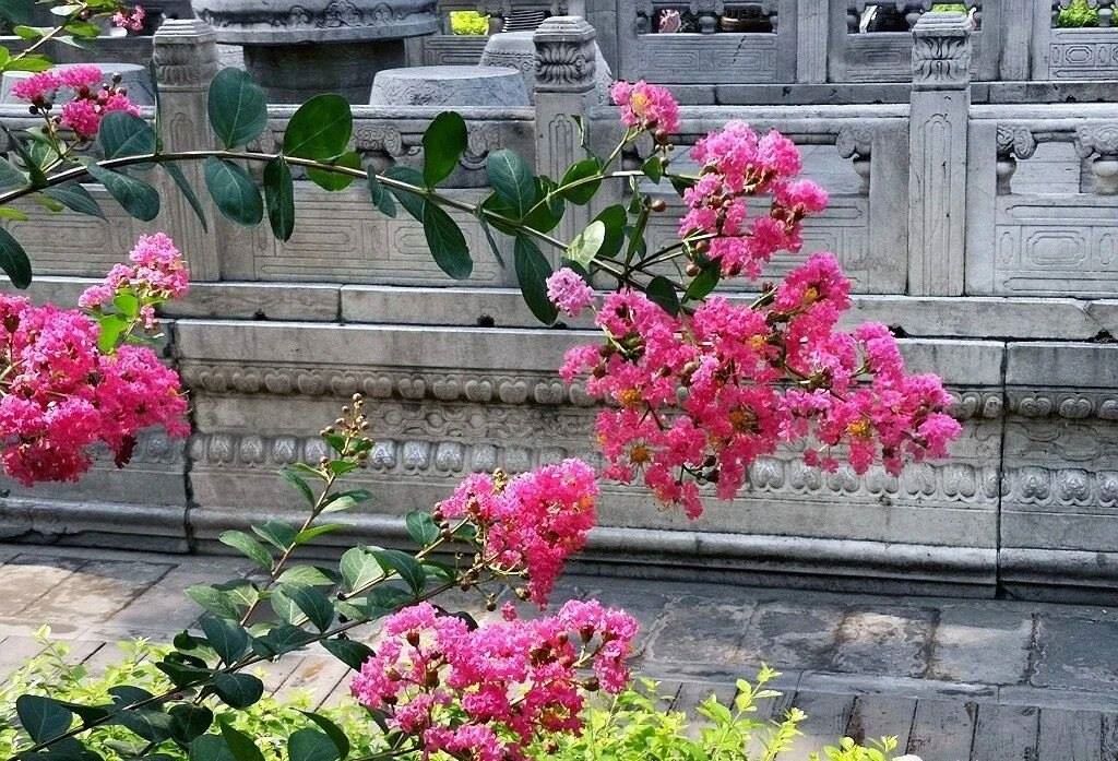 夏天的故宮一角。故宮博物院供圖