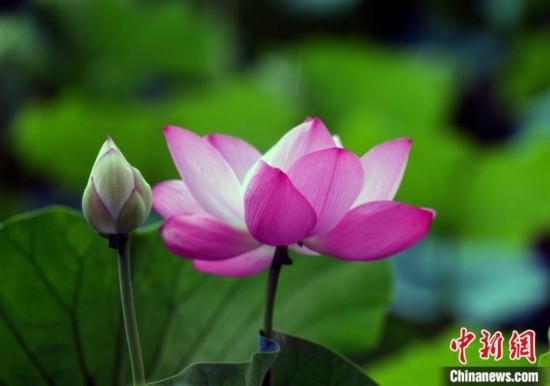 6月19日，時值一年畢業(yè)季，四川大學望江校區(qū)荷花池里的荷花盛開，成為了畢業(yè)生們的打卡圣地，吸引了眾多畢業(yè)生拍照留念。圖為盛開的荷花。中新社記者 安源 攝