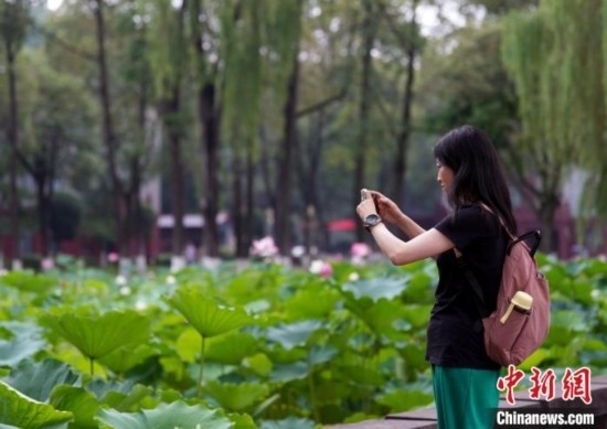 6月19日，時值一年畢業(yè)季，四川大學望江校區(qū)荷花池里的荷花盛開，成為了畢業(yè)生們的打卡圣地，吸引了眾多畢業(yè)生拍照留念。圖為畢業(yè)生在荷花池邊拍照留念。中新社記者 安源 攝