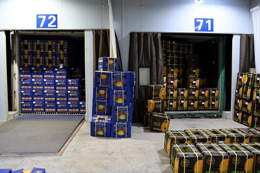 2023年9月12日在廣西憑祥友誼關(guān)口岸拍攝的等待通關(guān)的進口榴蓮。新華社記者 曹祎銘 攝