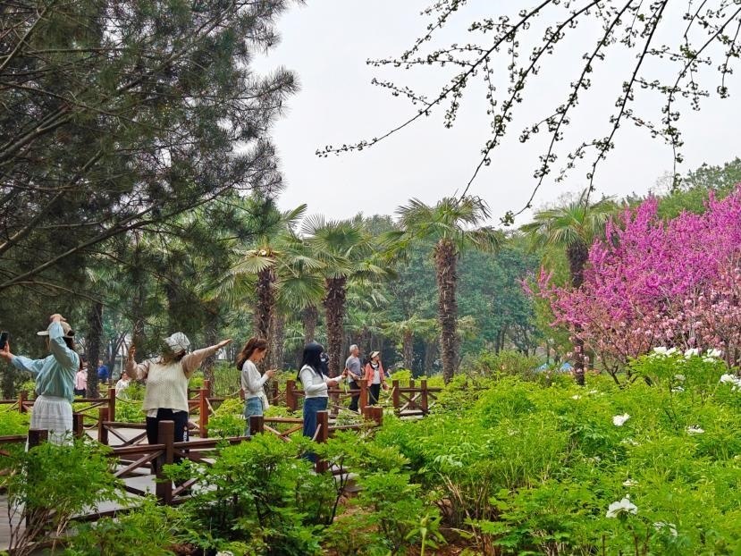 在河南省洛陽(yáng)市中國(guó)國(guó)花園，游客漫步花海、自拍留念。人民網(wǎng) 王雅蝶攝