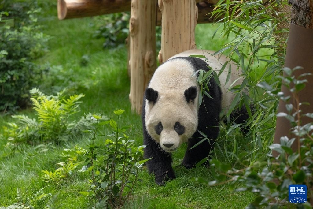 這是美國加利福尼亞州圣迭戈動物園7月19日發(fā)布的大熊貓“云川”在動物園新家的照片。新華社發(fā)（圣迭戈動物園供圖）