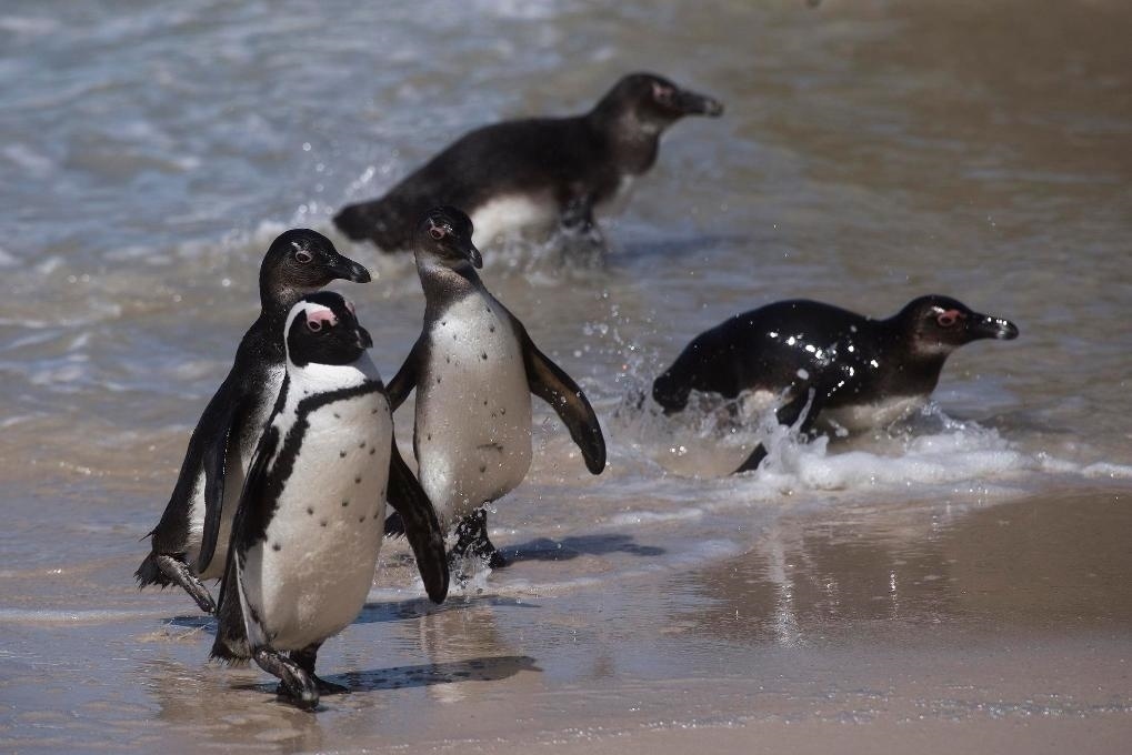 這是2021年9月29日在南非西蒙斯敦的博爾德斯海灘拍攝的捕食歸來的非洲企鵝。新華社記者 陳誠 攝
