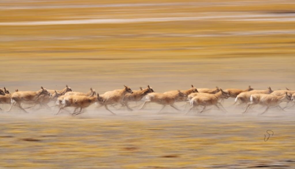 2024年6月13日，在羌塘國家級自然保護區(qū)，遷徙中的藏羚羊奔跑起來。新華社記者費茂華攝