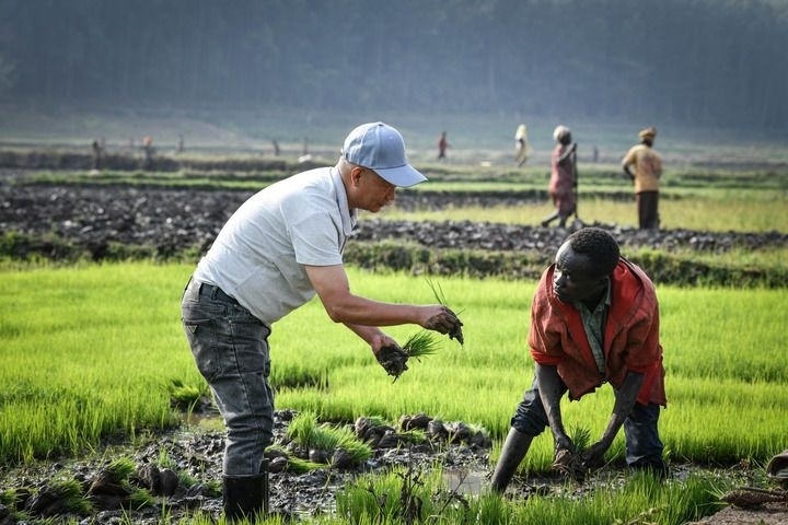 2024年8月14日，在盧旺達(dá)南方省胡耶區(qū)的中國援盧旺達(dá)農(nóng)業(yè)技術(shù)示范中心，水稻專家鄭瑞金（左）在稻田里指導(dǎo)當(dāng)?shù)氐巨r(nóng)進(jìn)行秧苗移栽。新華社記者 韓旭 攝