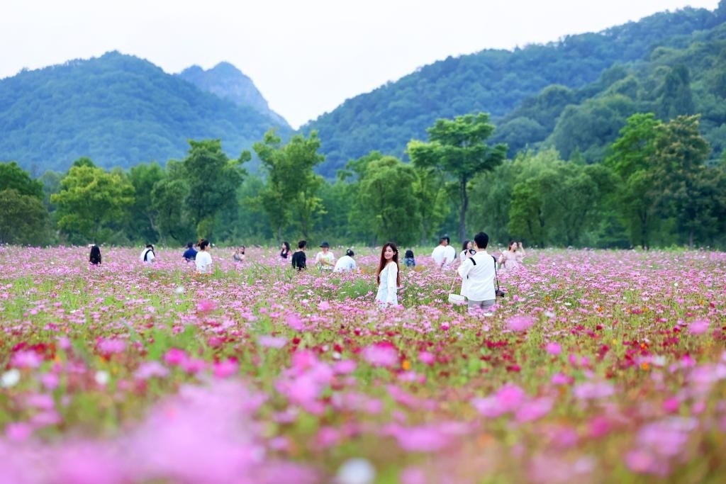6月8日，游人在浙江省杭州市西湖區(qū)雙浦鎮(zhèn)銅鑒湖畔的花海中游覽。新華社發(fā)（周方玲 攝）