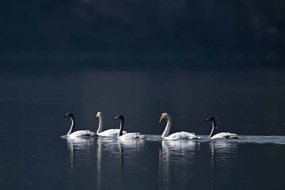 2023年11月30日，天鵝在青海省海東市化隆回族自治縣群科鎮(zhèn)境內(nèi)的黃河上游弋。近年來，青海省加大力度保護(hù)治理境內(nèi)黃河流域，改善當(dāng)?shù)厣鷳B(tài)環(huán)境，為越冬候鳥提供良好棲息地。