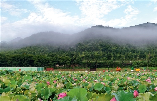 余村荷花池景色秀美。