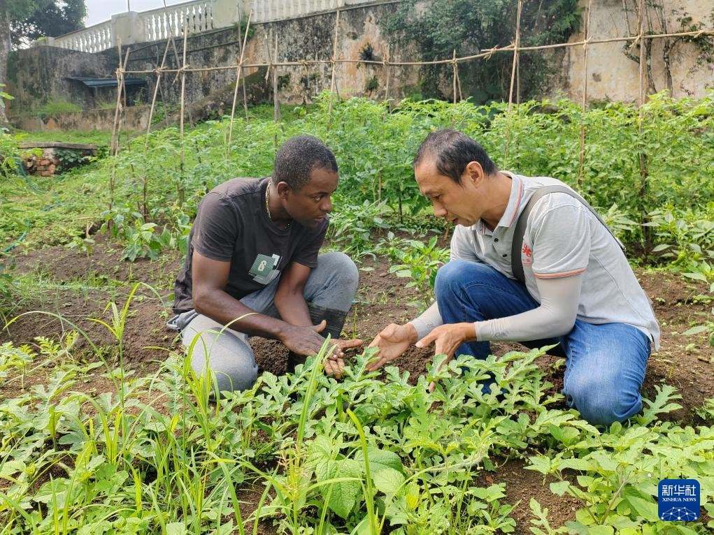 中國援圣普農(nóng)牧業(yè)技術(shù)項(xiàng)目組專家彭杰（右）在圣多美和普林西比的梅佐希大區(qū)指導(dǎo)蔬菜種植戶改善田間管理技術(shù)（2024年1月25日攝）。新華社發(fā)（中國援圣普農(nóng)技組供圖）
