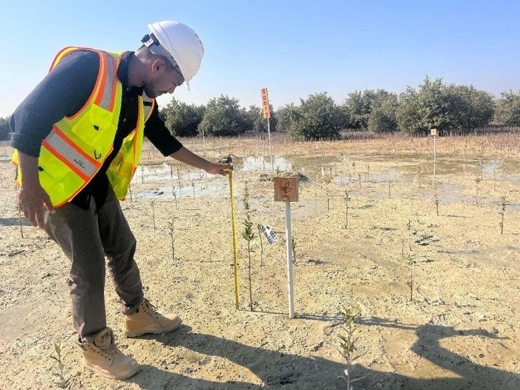 工作人員在監(jiān)測(cè)紅樹(shù)苗生長(zhǎng)情況。中國(guó)土木供圖