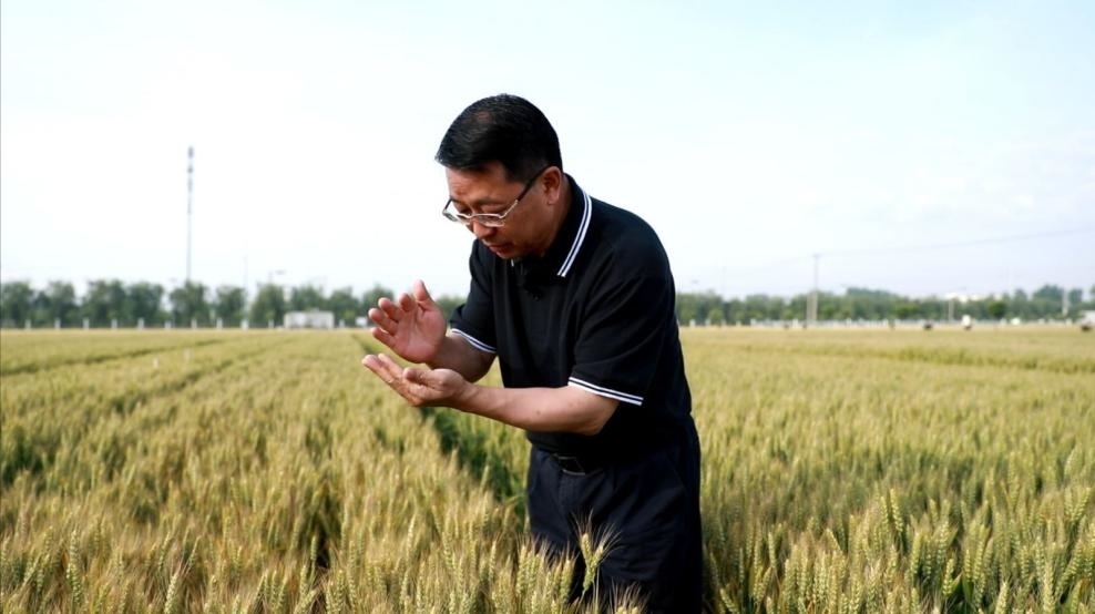 張福鎖在曲周查看小麥長勢。受訪者供圖