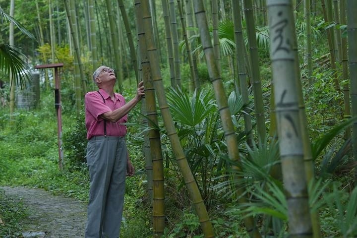 奈斯在莫干山的竹林里散步。
