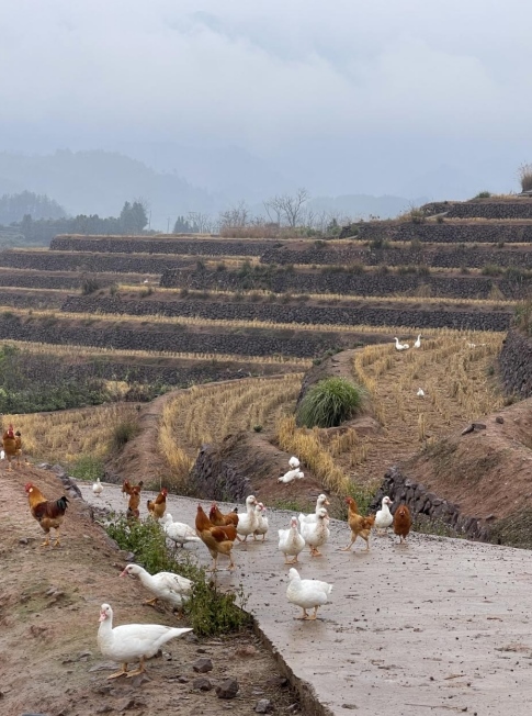 樨鄉(xiāng)記生態(tài)農(nóng)莊一隅。劉軍國攝