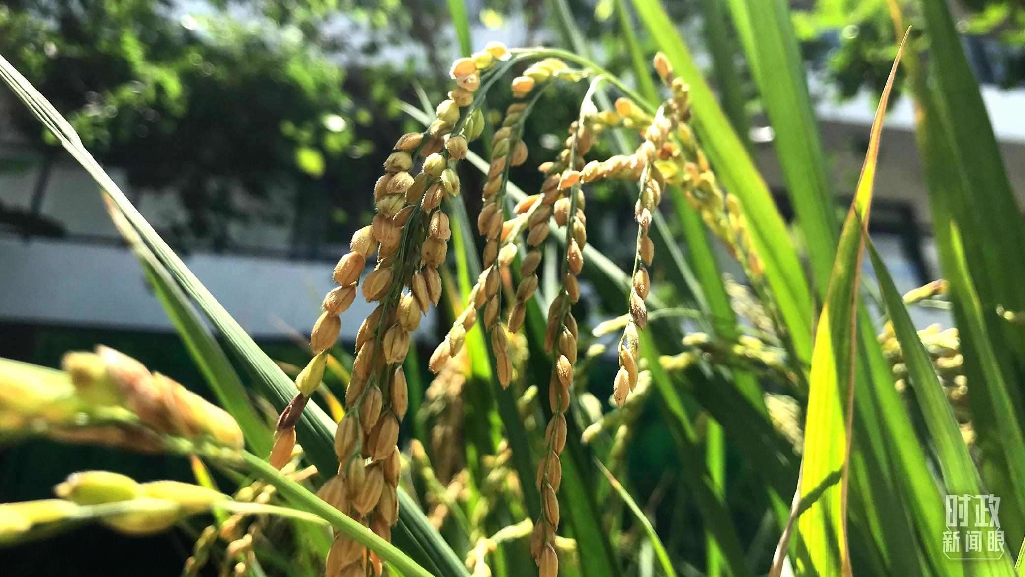 在海南培育的水稻品種。（總臺(tái)央視記者石偉明拍攝）