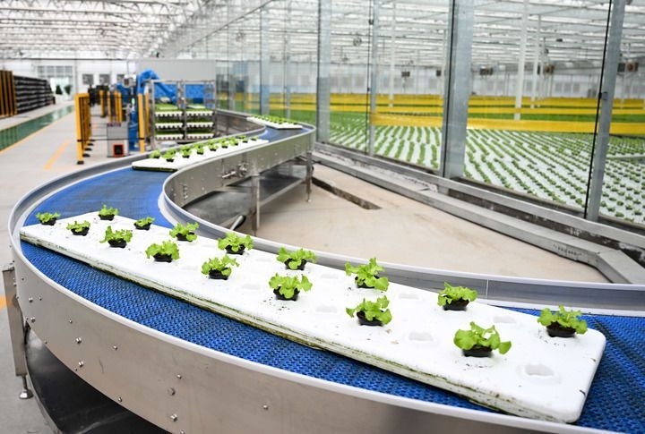 2024年12月12日在內(nèi)蒙古鄂爾多斯市達(dá)拉特旗內(nèi)蒙古現(xiàn)代數(shù)字農(nóng)業(yè)科技產(chǎn)業(yè)園拍攝的生菜苗。 新華社記者 貝赫 攝