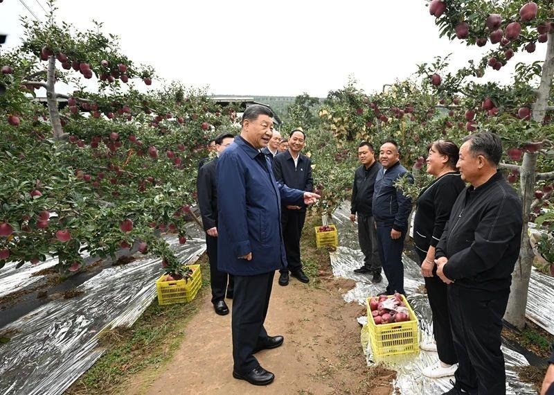 △2024年9月11日，習(xí)近平總書記在甘肅天水市麥積區(qū)南山花牛蘋果基地考察時，走進(jìn)果林了解相關(guān)種植、技術(shù)和管理情況。