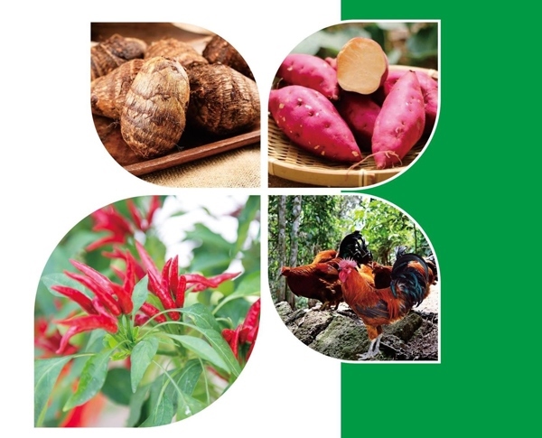 天等縣名特優(yōu)農(nóng)產(chǎn)品。主辦方供圖