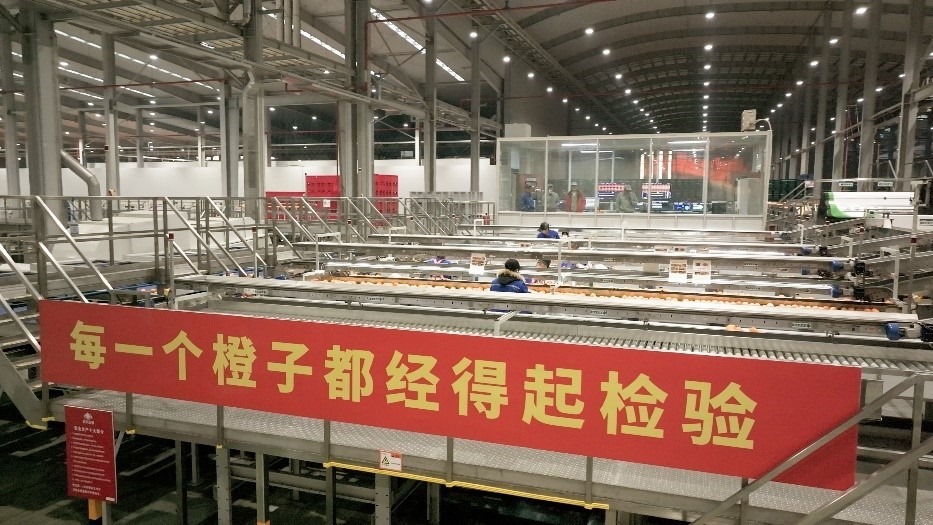 工人在智能生產(chǎn)線上對臍橙精深加工。人民網(wǎng)記者 張力洋攝