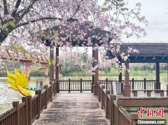 3月7日，廣州海珠國(guó)家濕地公園宮粉紫荊花海吸引游人。中新社記者 許青青 攝