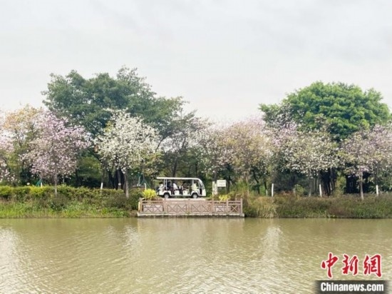 3月7日，廣州海珠國(guó)家濕地公園宮粉紫荊花海吸引游人。中新社記者 許青青 攝