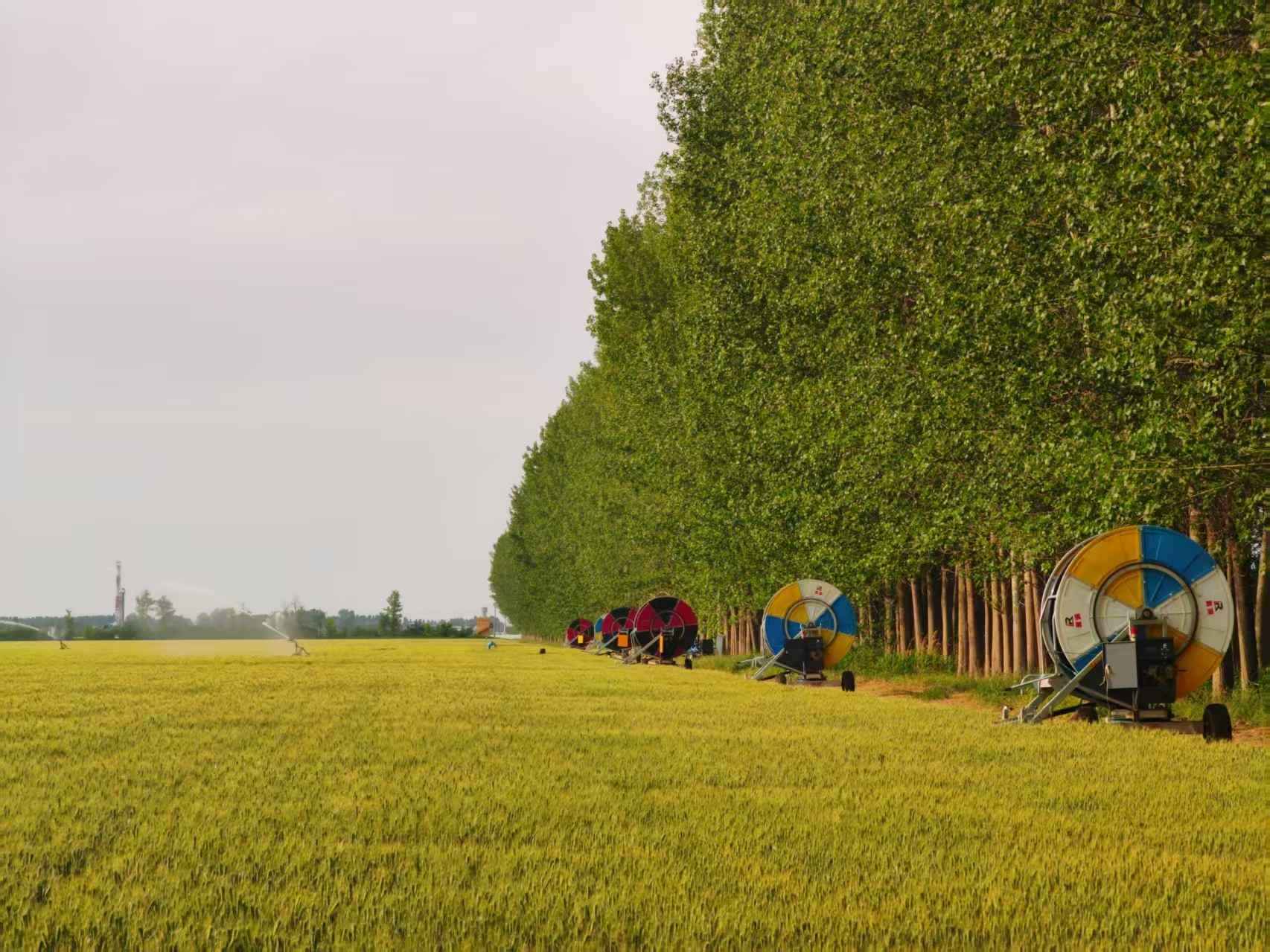 陜西華陰市華西鎮(zhèn)農(nóng)墾農(nóng)場(chǎng)正在作業(yè)的卷盤(pán)式噴灌機(jī)。受訪者供圖