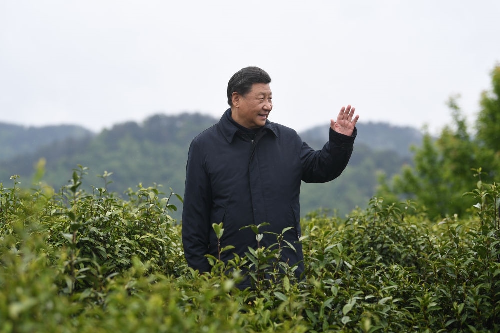 2020年4月21日，習(xí)近平總書記來到陜西安康市平利縣老縣鎮(zhèn)，在茶園考察脫貧攻堅情況。新華社記者 燕雁 攝