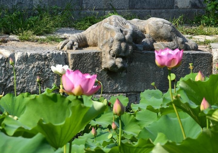 萬(wàn)寧橋位于北京地安門外大街中部、什剎海東岸，是北京中軸線上最古老的橋梁，至今已有700多年歷史。近年來(lái)，北京市持續(xù)為萬(wàn)寧橋“瘦身減負(fù)”，橋體風(fēng)貌得以完整展現(xiàn)，方便游客走近欣賞，深入了解古橋承載的價(jià)值和內(nèi)涵。這是2023年7月18日拍攝的北京萬(wàn)寧橋橋東的鎮(zhèn)水獸。