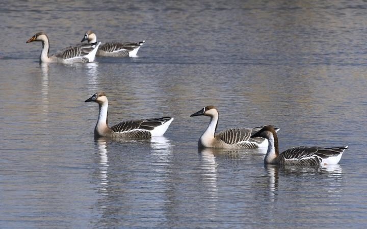 2025年2月23日，水鳥在北京中軸線延長(zhǎng)線上的奧林匹克森林公園的湖面上游弋。野生鳥類是生態(tài)環(huán)境的“晴雨表”和“監(jiān)考官”，它們的到來(lái)反映著一個(gè)地方生態(tài)環(huán)境的改善。